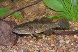 Rotan - ryba chwastów Rotan - ryba chwastów