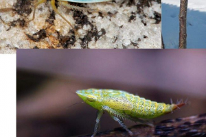 Rosal cycard lub insekt ducha Rosal cycard lub insekt ducha