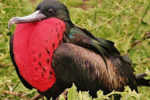 Fregata bożego narodzenia