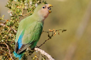 Rose-colored landwife - afrykańska papuga