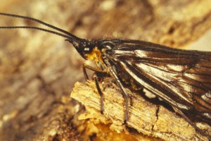 Frezy i ich siedliska