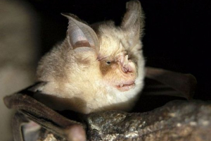 Ssaki manipularne Ssaki manipularne