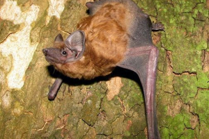 Gigantyczny wieczór