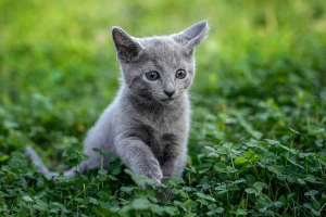 Rosyjski niebieski kot - opis ras Rosyjski niebieski kot - opis ras