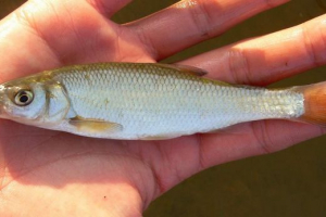 Elety ryb: zdjęcie, wideo