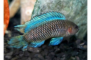 Fish-chameleon. Dlaczego chameleon?