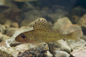 Ryba орш: opis i zdjęcie mieszkania słodkowodne Ryba орш: opis i zdjęcie mieszkania słodkowodne