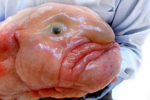 Kropla ryb. Wideo, zdjęcie