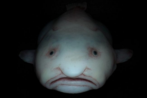 Kropla ryb Kropla ryb