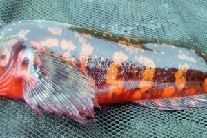 Ryba czerwona terpug (lub płyta cheatsgear) Ryba czerwona terpug (lub płyta cheatsgear)