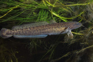 Ryba nalim: ten, który kocha zimno Ryba nalim: ten, który kocha zimno