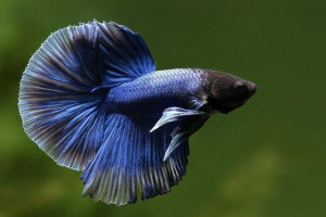 Ryba kogut Ryba kogut