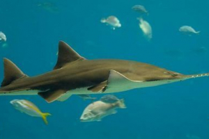 Piła rybna: wszystkie szczegóły życia podwodnego