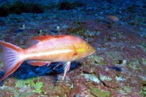 Ryby otrzymają nazwę amerykańskiego prezydenta Ryby otrzymają nazwę amerykańskiego prezydenta