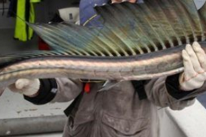 Fish-saber Fish-saber