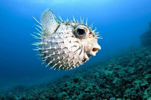 Kulka rybna Kulka rybna