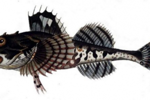 Ryba scorpio - podwodna sorodiologia lub antipoda przegubowa?