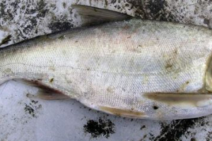 Ryba tolstolobik: zdjęcie