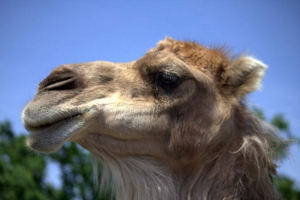 Łowienie ryb z wielbłąda: wideo strzał na rzece toure, eksplodował internet Łowienie ryb z wielbłąda: wideo strzał na rzece toure, eksplodował internet