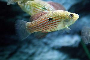 Flarida ryba lub floryda jordell Flarida ryba lub floryda jordell