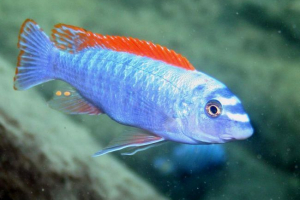 Ryba labeotrofus: opis i treść