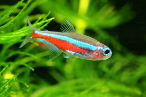 Neon rybny - treść, opieka Neon rybny - treść, opieka