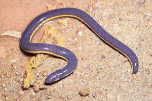 Fishmens - dziwne istoty, podobne do ryb i węża Fishmens - dziwne istoty, podobne do ryb i węża