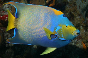 Anioły - dekoracja morska