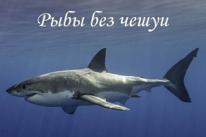 Ryba bez skal, ich funkcji, typów i nazw Ryba bez skal, ich funkcji, typów i nazw