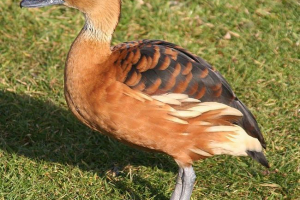 Kaczka z drewna rudowłosego Kaczka z drewna rudowłosego