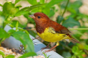 Redhead płatki owsiane Redhead płatki owsiane