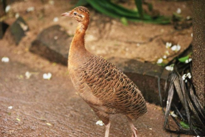 Czerwona tinama - niezdarni piloci Czerwona tinama - niezdarni piloci