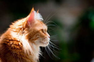 Czerwony maine coon - kolorowanie odmian