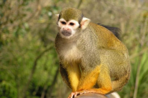 Saymyiri lub dead head