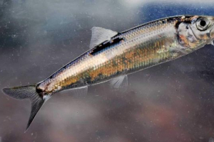 Salaka - rybołówstwo rybne baltic Salaka - rybołówstwo rybne baltic