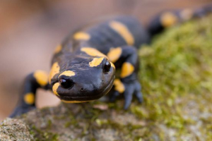 Salamandra Salamandra