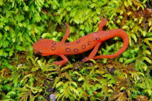 Salamandr: gady lub płazy? Salamandr: gady lub płazy?