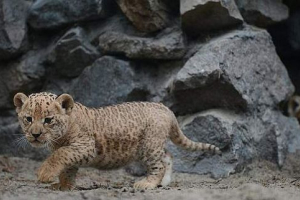 Kobieta labradora stała się matką pielęgniarską dla ligray z zoo sochi