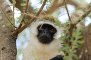 Najciekawsze o velveka Najciekawsze o velveka