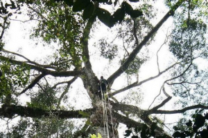 Najwyższe drzewo na świecie