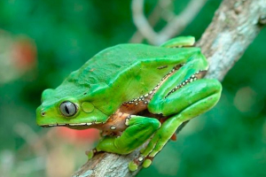 Najbardziej trujące żaby na świecie
