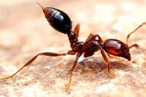 Najbardziej niebezpieczne owady świata Najbardziej niebezpieczne owady świata