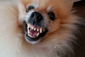 Najbardziej niebezpieczne rasy psów Najbardziej niebezpieczne rasy psów