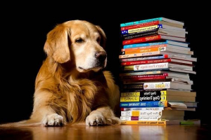 Najmądrzejsze rasy psów Najmądrzejsze rasy psów