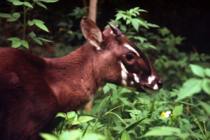 Saola - najrzadsze z byków