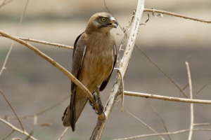 Locust kanyuk Locust kanyuk