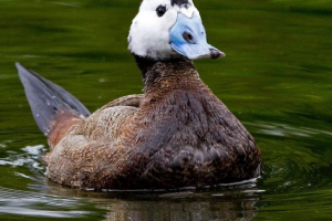 Sawka. Zdjęcie rzadkiej kaczki