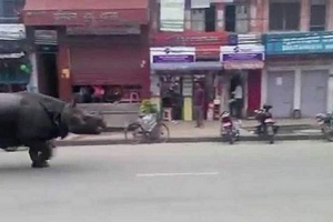 Pieprzony nosorożec zaatakował przechodni w nepalu