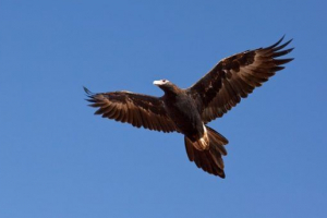 Największe ptaki świata