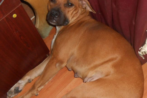 Rodzina psów z ukrainy oszczędza koty